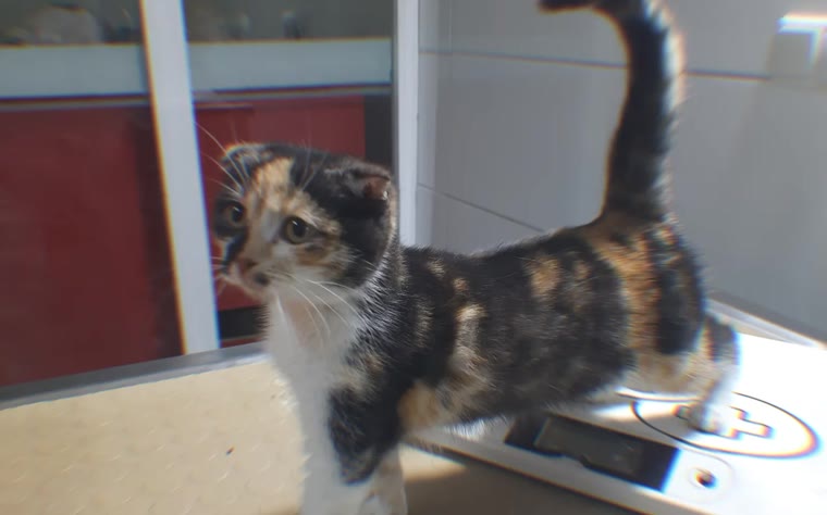 Tartıda tartılan kedi