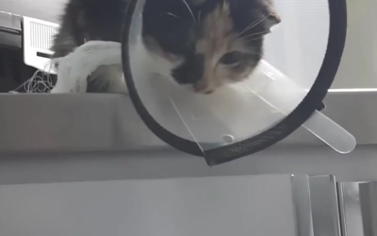 Operasyon sonrası bakımdaki kedi