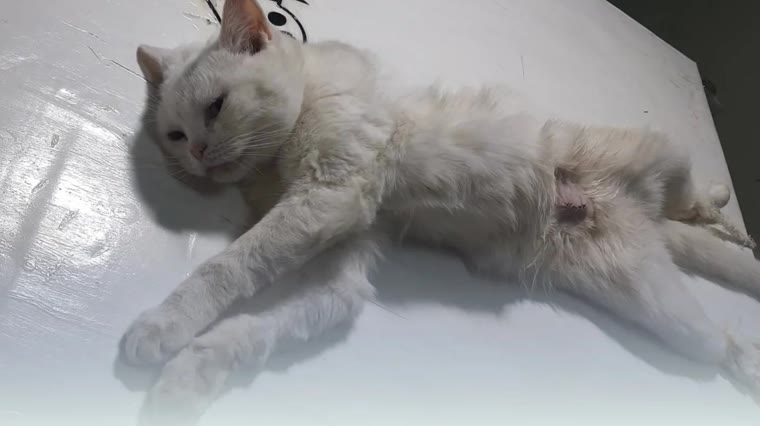 Klinikte dinlenen beyaz kedi