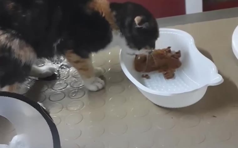 Kısırlaştırma sonrası dinlenen kedi
