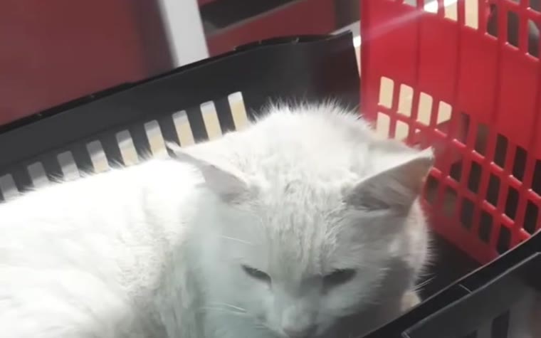 Muayenedeki kedi