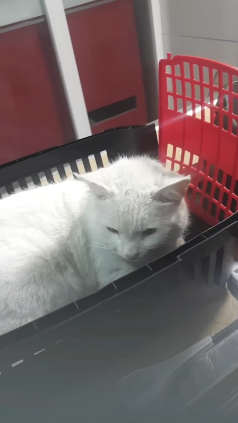 Muayene için getirilen beyaz kedi