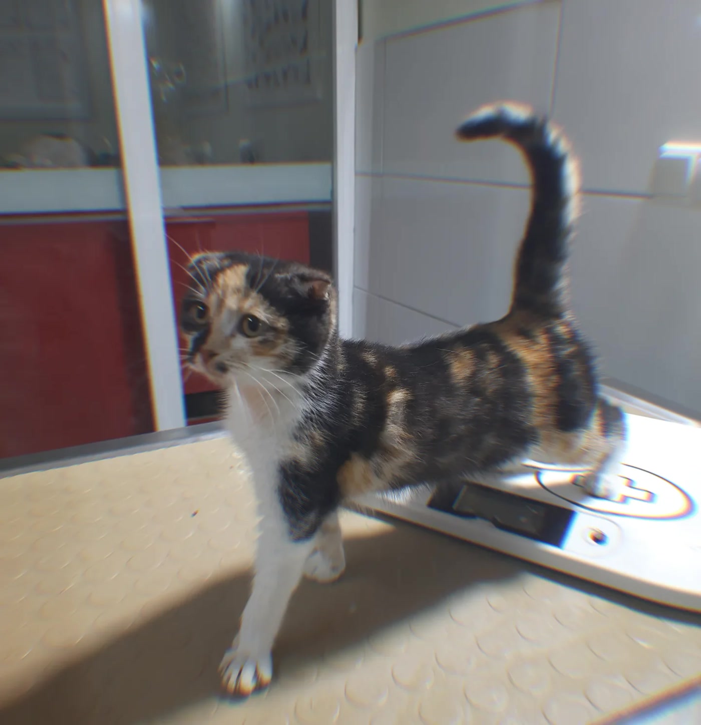 Rutin kontrol sırasında tartıda tartılan kedi