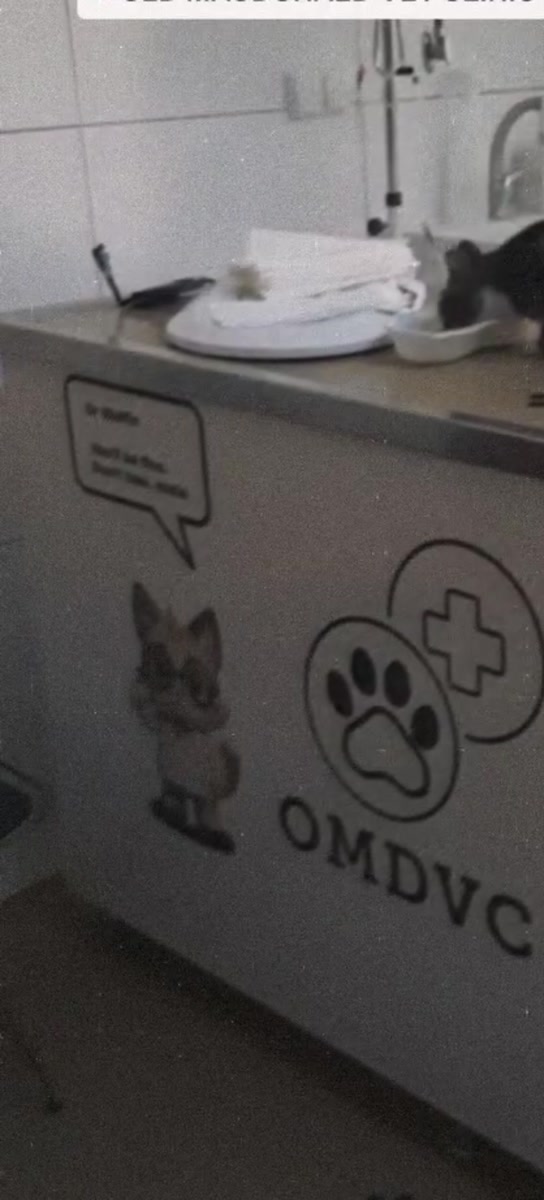 OMDVC duvar grafiğinin önündeki tezgahta bekleyen kedi