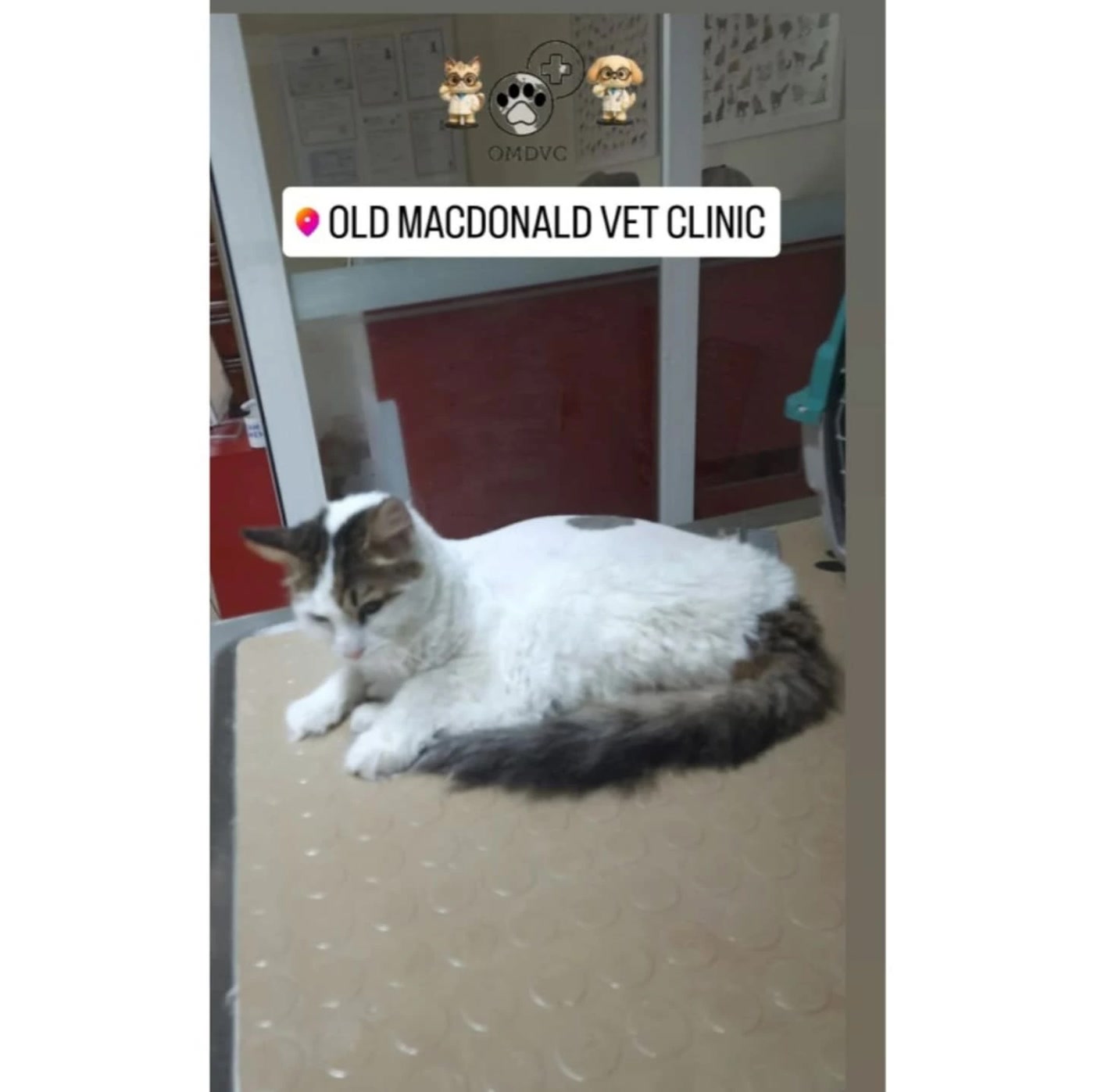 Old MacDonald Veteriner Kliniği'nin zemininde bekleyen üç renkli kedi