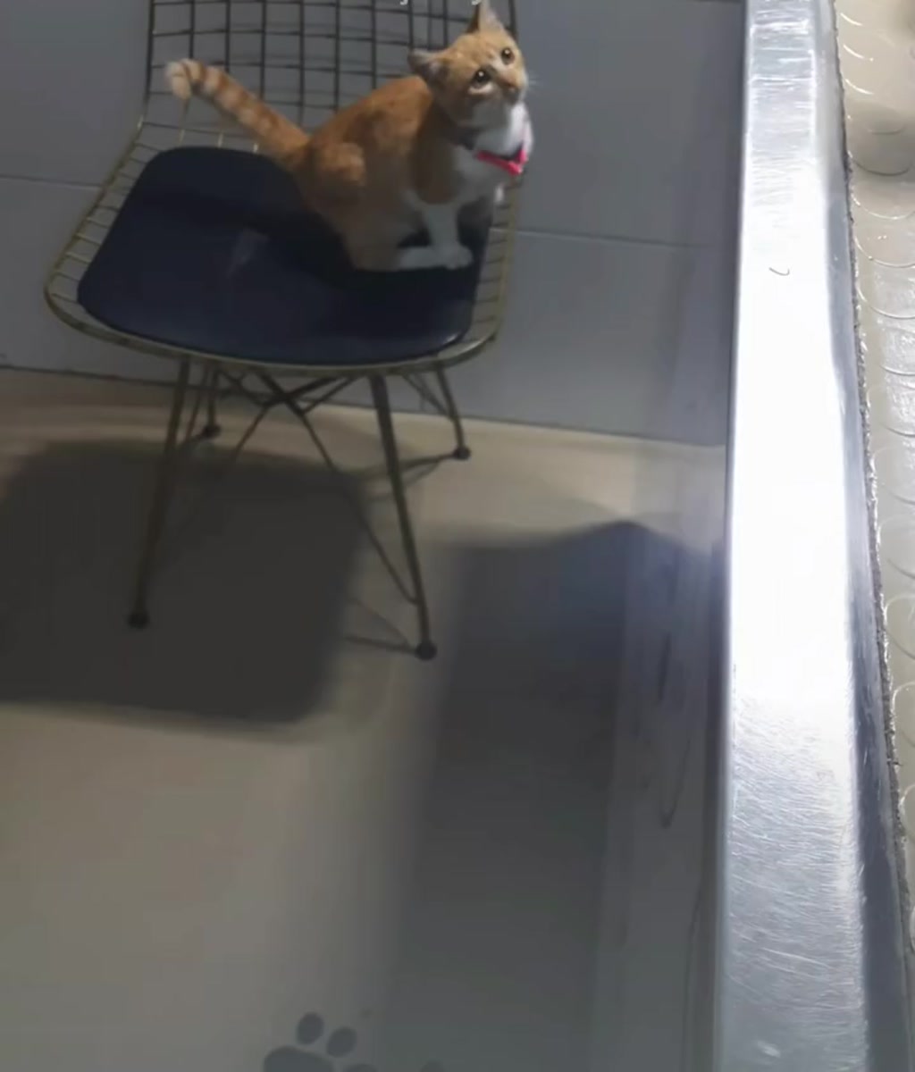 Klinikte bakılan turuncu yavru kedi