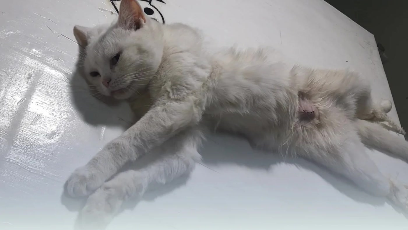Klinikte dinlenen beyaz kedi