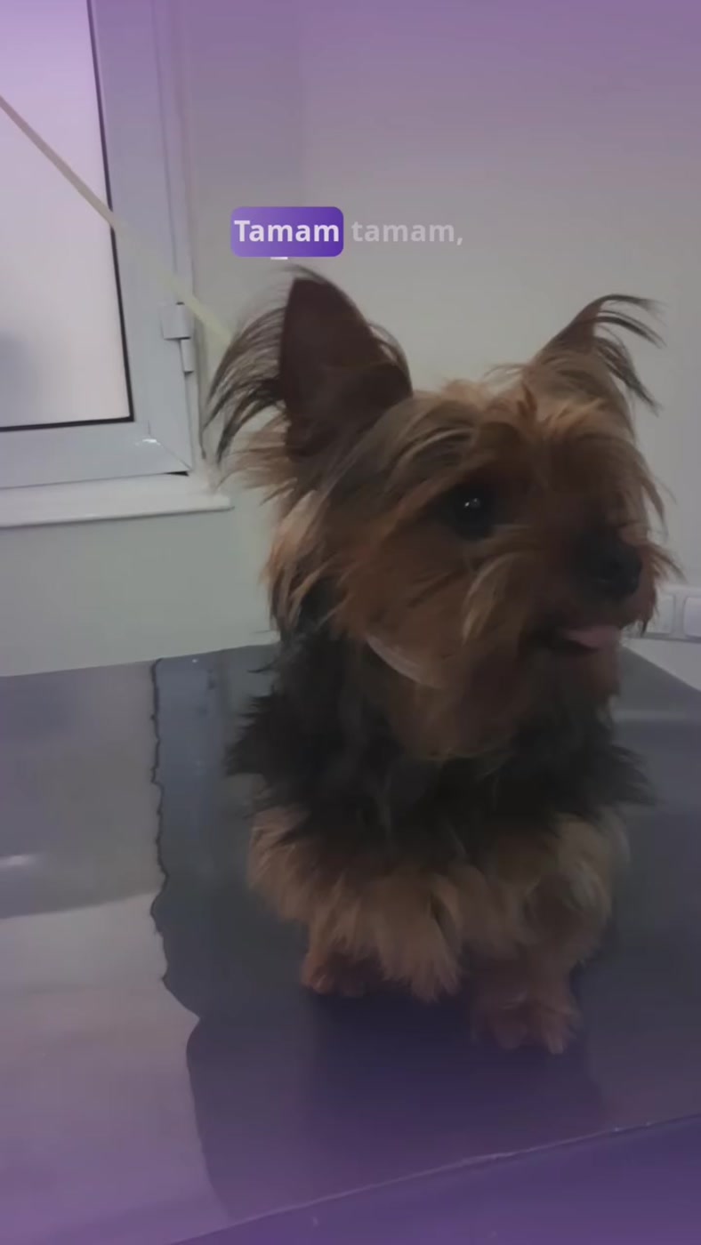 Muayene masasındaki Yorkshire terrier